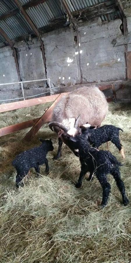 Rauthuskrithur Farm Holmabaeir Екстер'єр фото