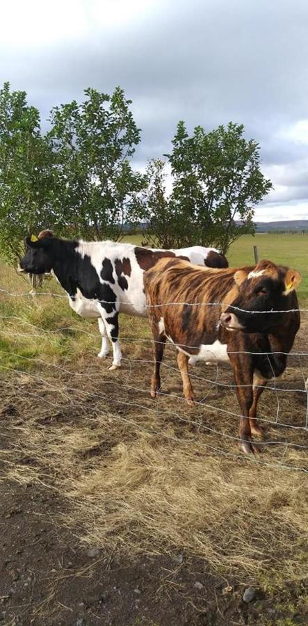 Rauthuskrithur Farm Holmabaeir Екстер'єр фото